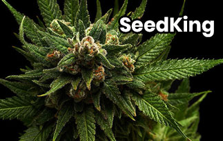 SeedKing Discount Code – The World’s Best Cannabis Seeds